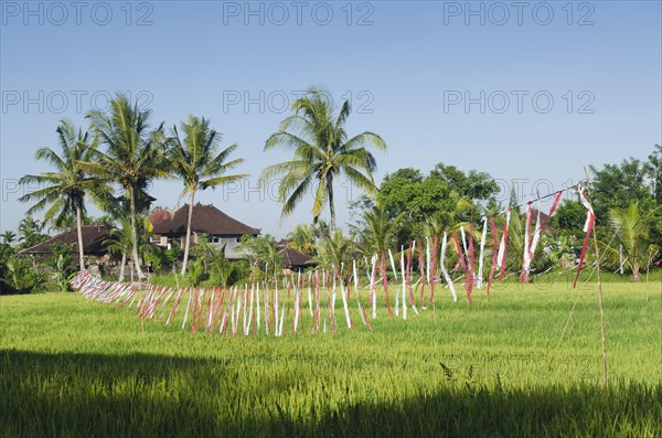 Colorful plastic bands scaring away birds on a rice field