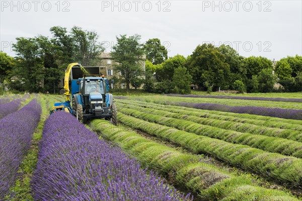 Lavender harvest