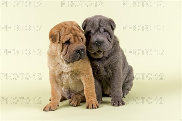 Two Shar-Pei puppies