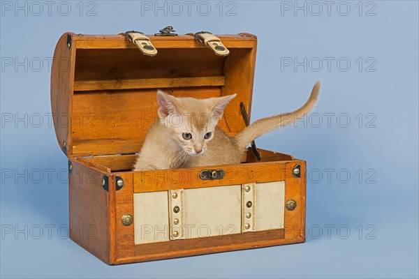 Abyssinian kitten