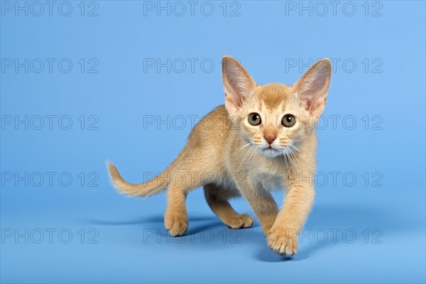 Abyssinian kitten