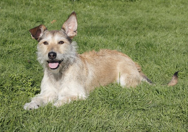 Podenco Terrier crossbreed lying on grass