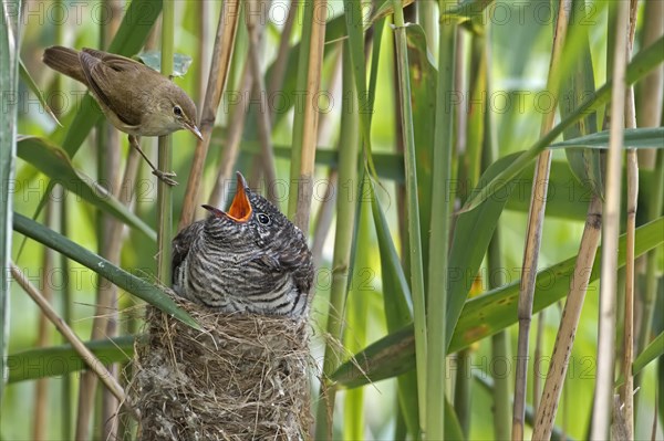 Cuckoo (Cuculus canorus)