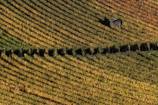 Vineyard in autumn colours