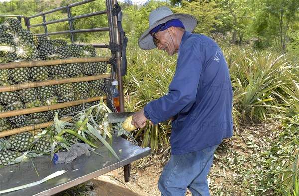 Old man cutting a pineapple on a plantation
