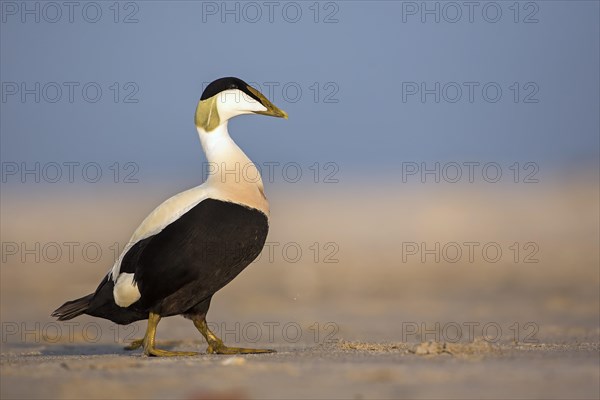 Common Eider (Somateria mollissima)