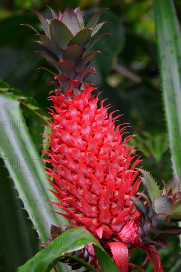 Pineapple (Ananas comosus)