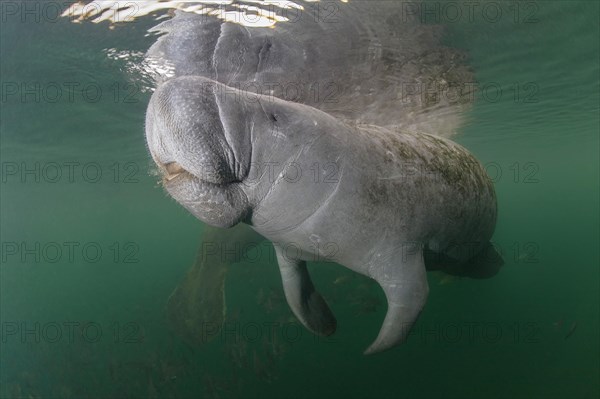 West Indian Manatee (Trichechus manatus)