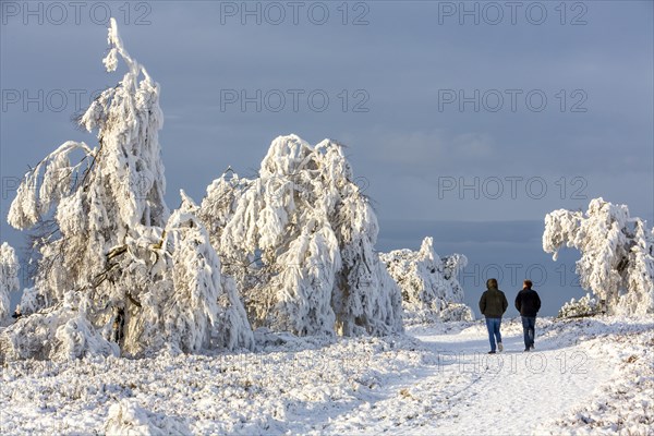Snow covered trees and hikers
