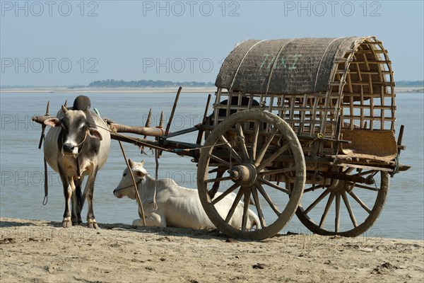 Farmer with ox cart