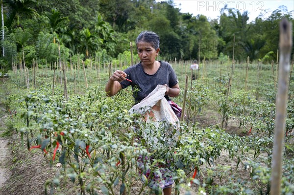 Woman picking chili peppers (Capsicum)