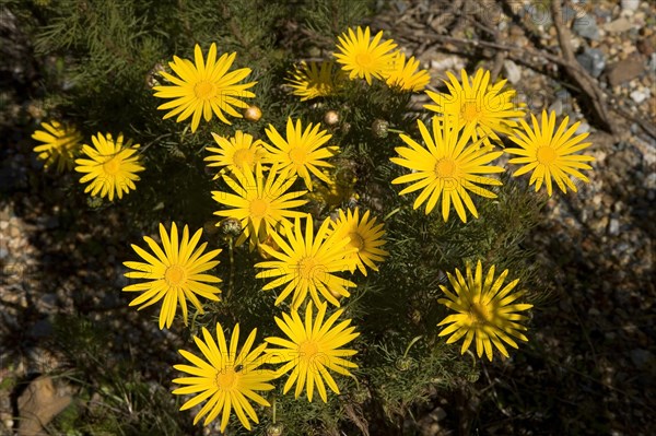 Yellow Daisy (Euryops abrotanifolius)