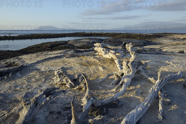 Drift wood on the beach at Punta Espinosa