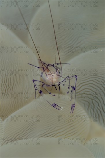 Bubble Coral Shrimp (Vir philippinensis) on Bubble Coral (Plerogyra sinuosa)