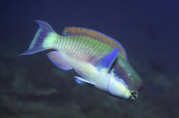 Steephead Parrotfish (Chlorurus microrhinos)