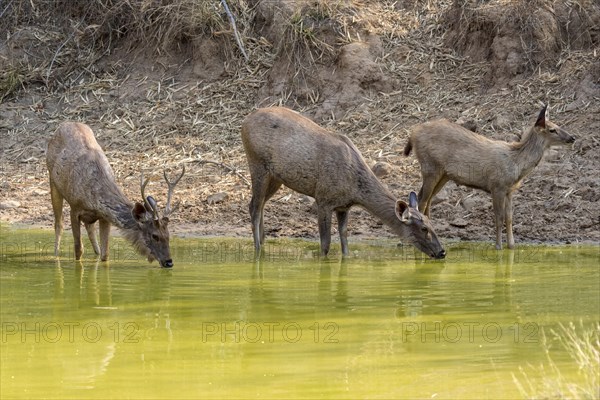 Sambar (Rusa unicolor)