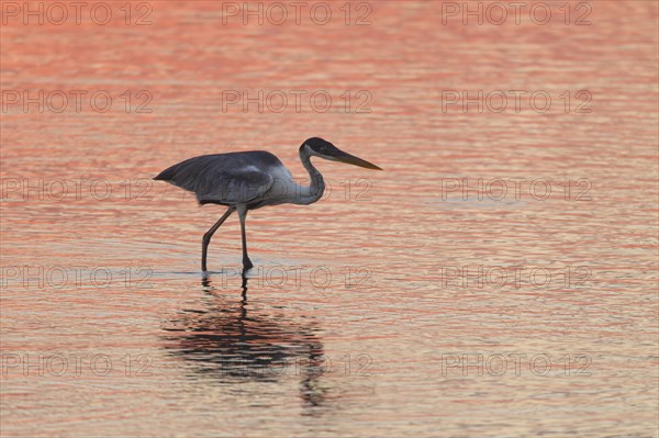 Cocoi Heron (Ardea cocoi)