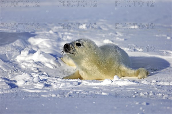 Harp Seal or Saddleback Seal (Pagophilus groenlandicus