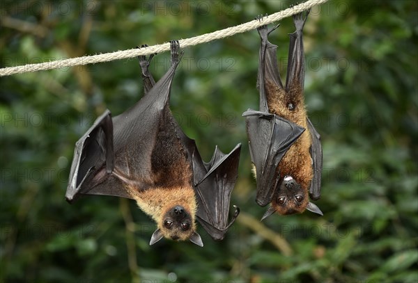 Two flying foxes (Pteropus sp.)