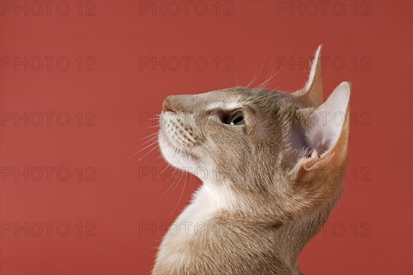 Oriental Shorthair cat