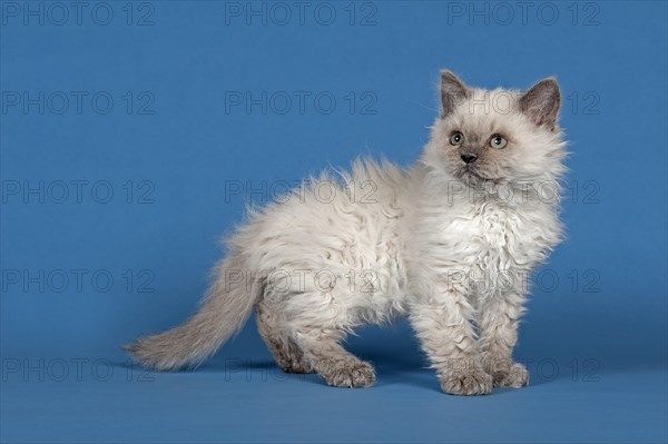 Selkirk Rex kitten