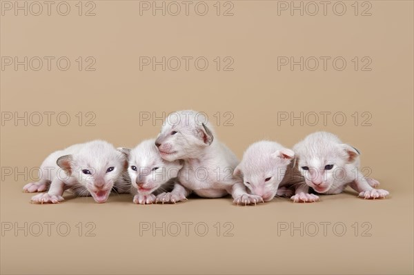 Siamese kitten