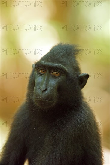 Celebes Crested Macaque (Macaca nigra)