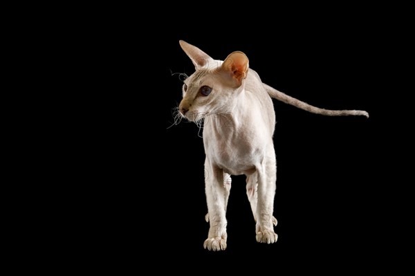 Peterbald cat