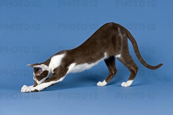 Pedigree cat