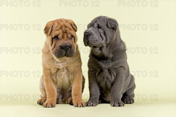 Two Shar Pei puppies