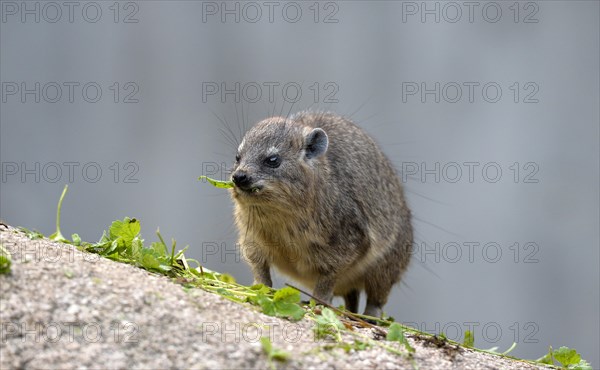 Rock Hyrax (Procavia capensis)