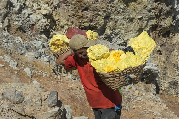 Sulphur carrier climbing out of Kawah Ijen volcano