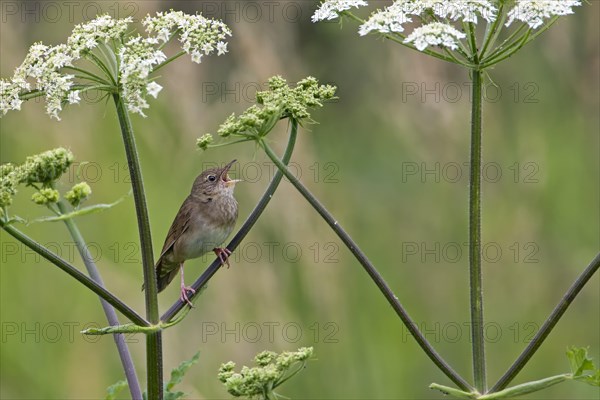 Warbler (Acrocephalus fluviatilis)