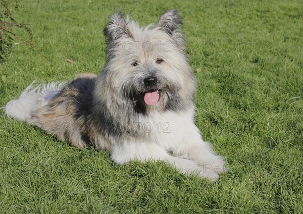 Great Elo dog