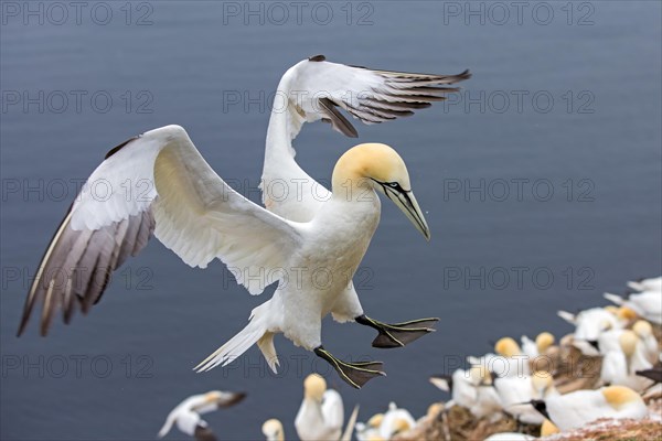 Northern Gannet (Morus bassanus)