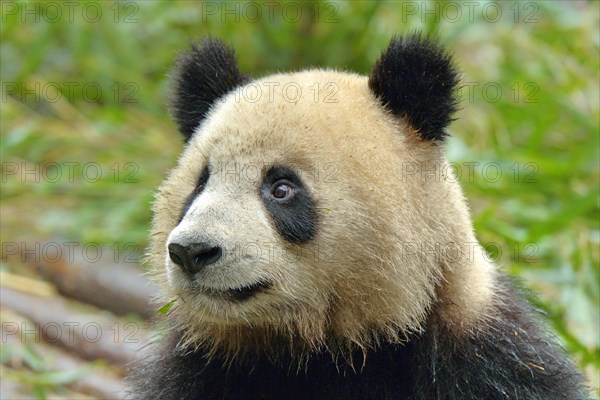 Giant Panda (Ailuropoda melanoleuca)