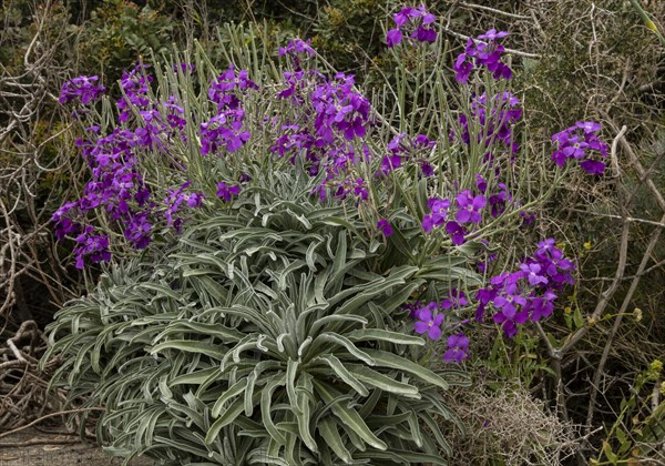 Hoary Stock (Matthiola incana)