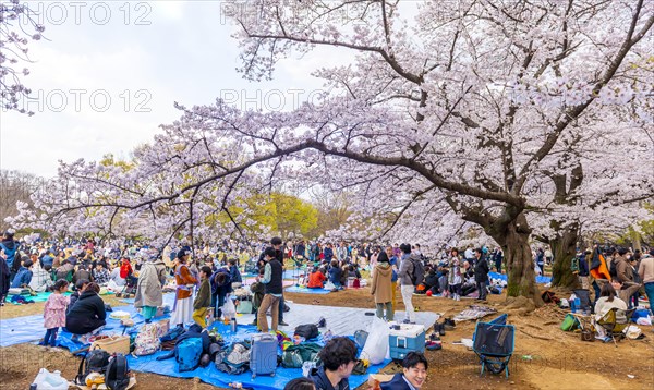 Japanese picnic under cherry blossoms in Yoyogi Park at Hanami Fest