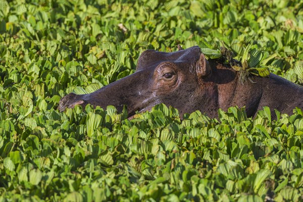 Hippopotamus (Hippopotamus amphibius) in a pond covered with water lettuce