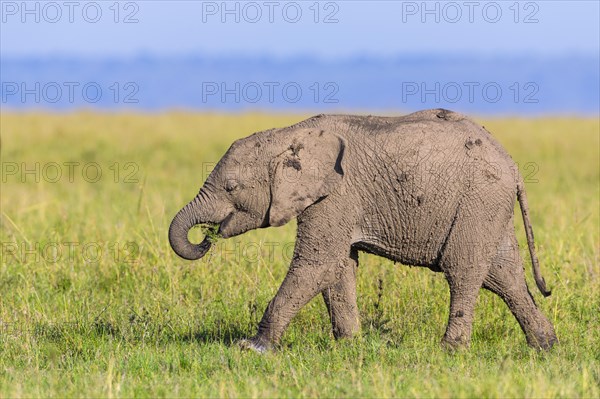 Young African elephant (Loxodonta africana)