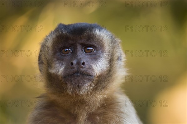 Tufted Capuchin (Cebus apella)