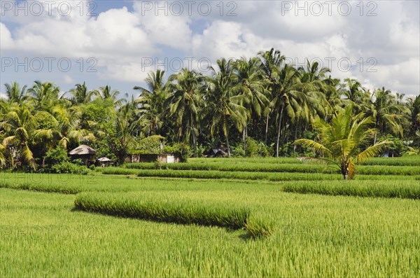 Paddy field and coconut trees