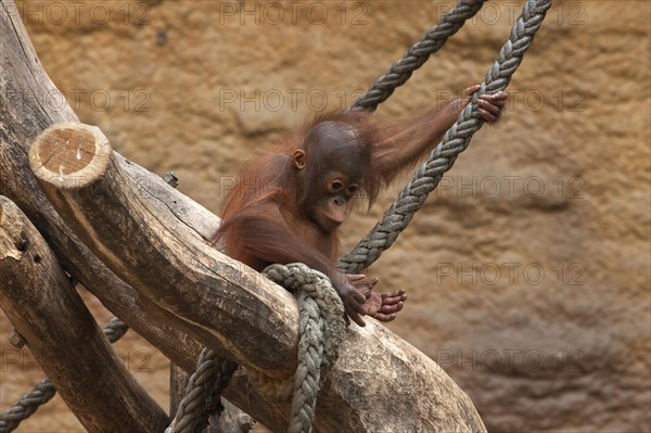 Orangutan (Pongo pygmaeus)