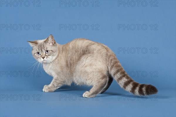 Selkirk Rex cat