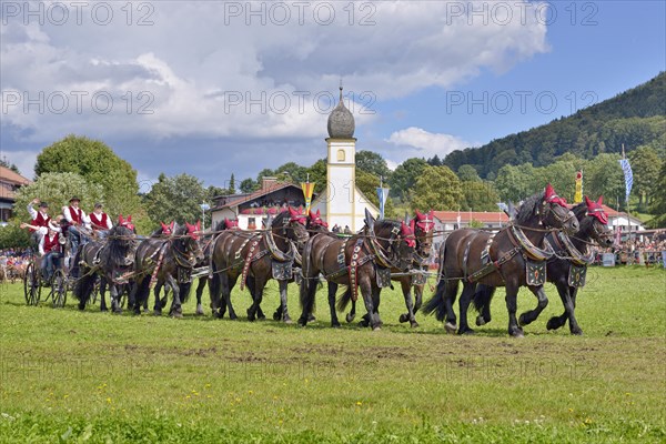 Ten-horse carriage with Noric horses from Frankenhardt