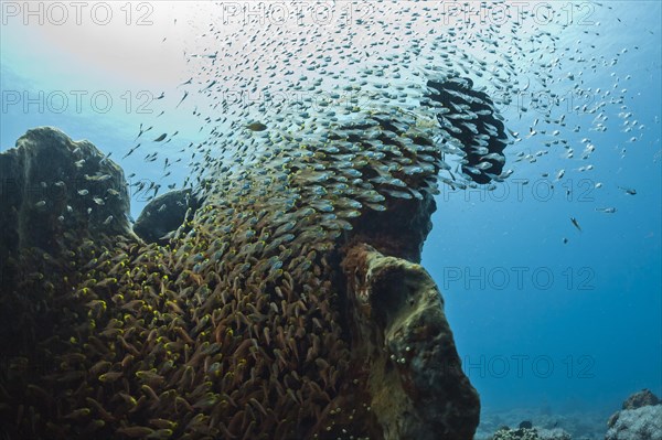 Glass fish schooling around a marine sponge (Parapriacanthus ransonneti)