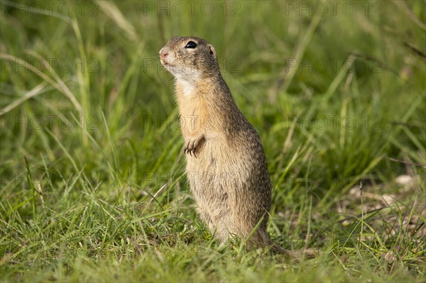 European Ground Squirrel or European Souslik (Spermophilus citellus)