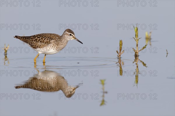 Wood Sandpiper (Tringa glareola)