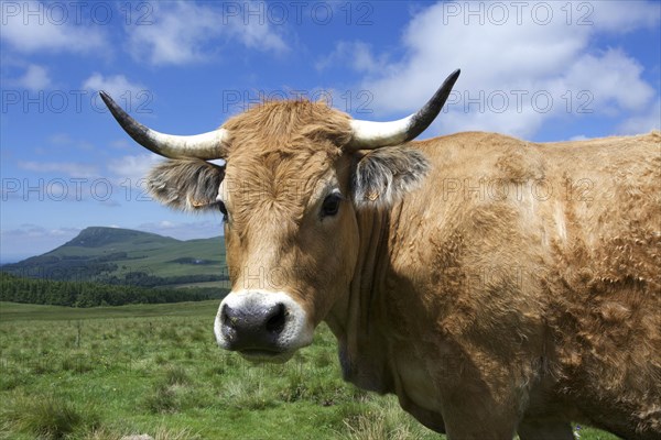 Aubrac cattle