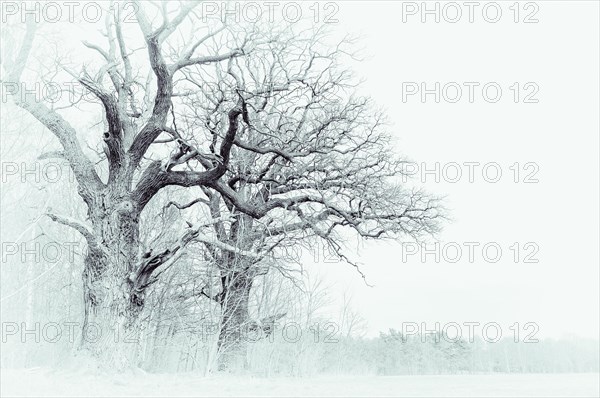 Old English oaks (Quercus robur)